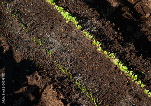 Parallel lines of fresh green: Turnip and spinach sprouts with cotyledons in the field.