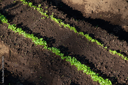 Turnip seedlings sprouting in neat rows for a winter harvest.