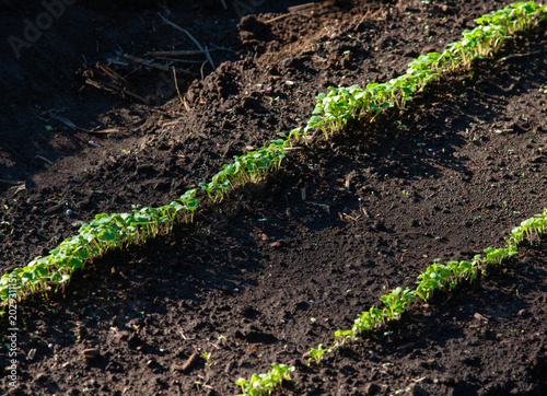 Turnip seedlings sprouting in neat rows for a winter harvest.