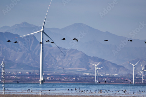 Foto Wild wading birds photographed at Yanqing Wild Duck Lake Wetland Park