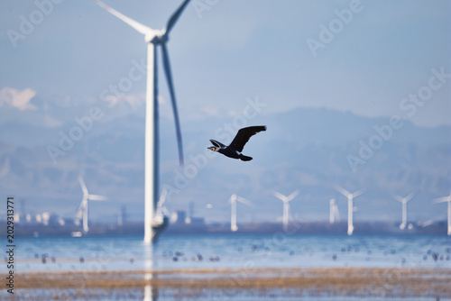 Fotografi Wild common cormorants in flight during natural ecological birdlife