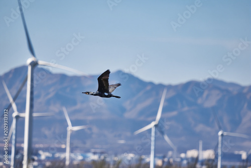Billede på lærred Wild common cormorants in flight during natural ecological birdlife