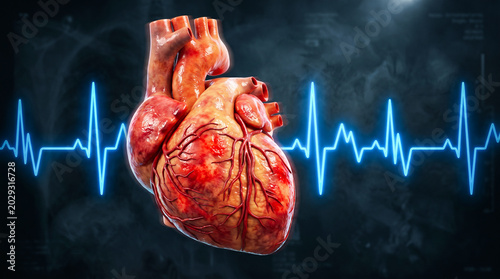 Human heart with ecg heartbeat line cardiology circulation