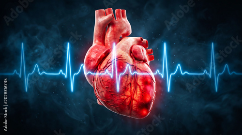 Detailed human heart with ecg heartbeat line, cardiology