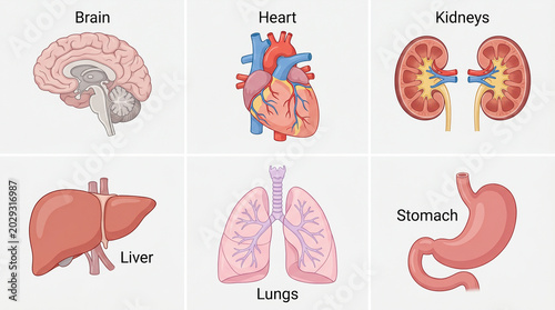 Human anatomy: brain heart kidneys liver lungs stomach
