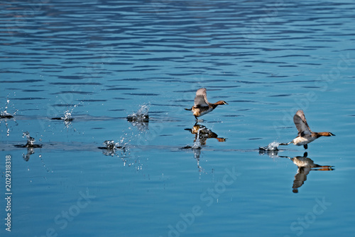 Foto Bird photography: Wild little grebes gliding and chasing each other on the water's surface