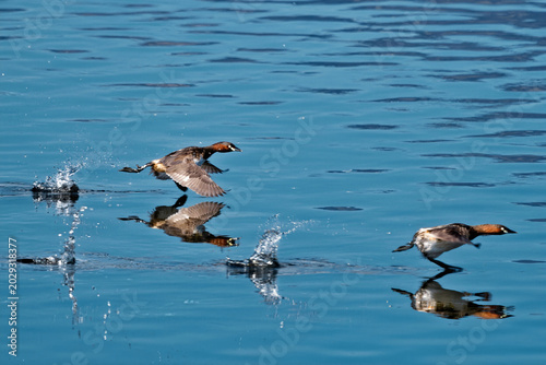 Slika na platnu Bird photography: Wild little grebes gliding and chasing each other on the water's surface