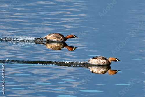 Bilde på lerret Bird photography: Wild little grebes gliding and chasing each other on the water's surface