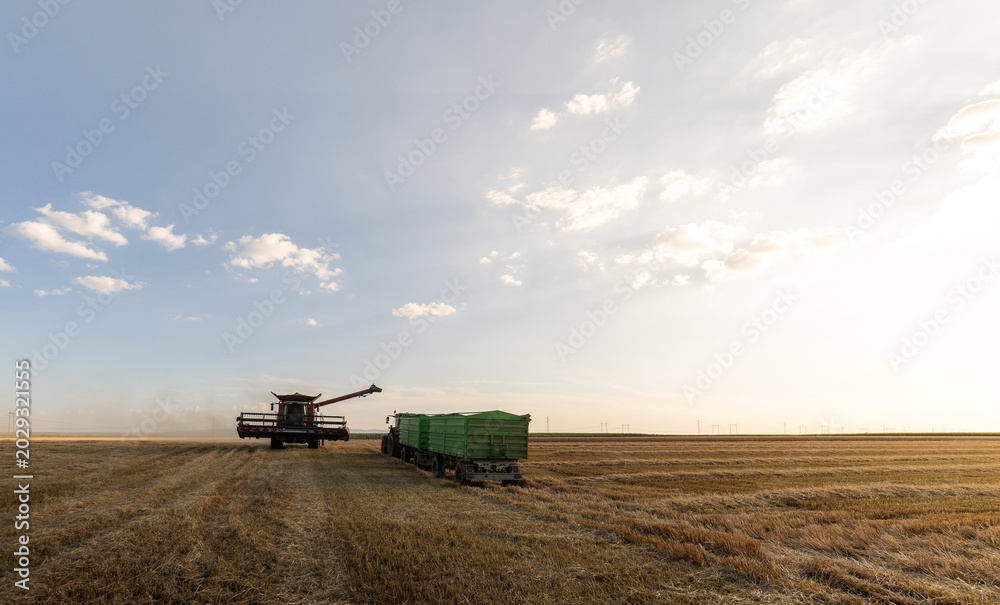 Fototapeta premium Combine Harvester Unloading Grain into Trailer in sunset.