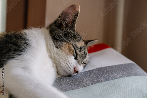 Close-up of a cute tricolor cat sleeping peacefully on a striped pillow
