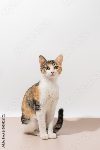 Cute Calico Kitten Sitting on Minimal Background with Copy Space