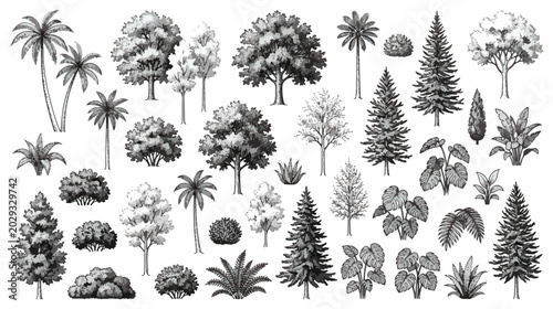 Canvastavla Vintage hand drawn tree collection, botanical sketch of forest and tropical plan