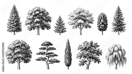 Tableau sur toile Vintage hand drawn trees collection, 11 detailed botanical sketches of forest an