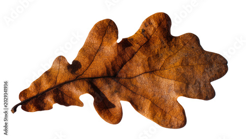 Fotografía Brown oak leaf with visible veins and lobes