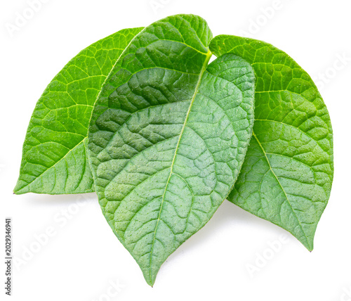 Three green young potato leaves isolated on a white background.