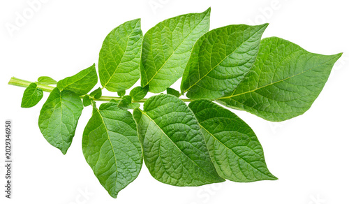 Fresh green potato leaves on a twig isolated on a white background.