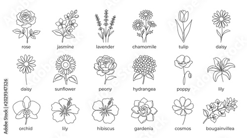 Black and white botanical flower line art set with labeled floral drawings including rose, lavender, tulip, lily, sunflower, peony and orchid.