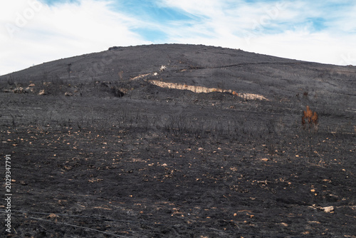 Fotografía Encosta completamente queimada após incêndio florestal, mostrando o chão tomado
