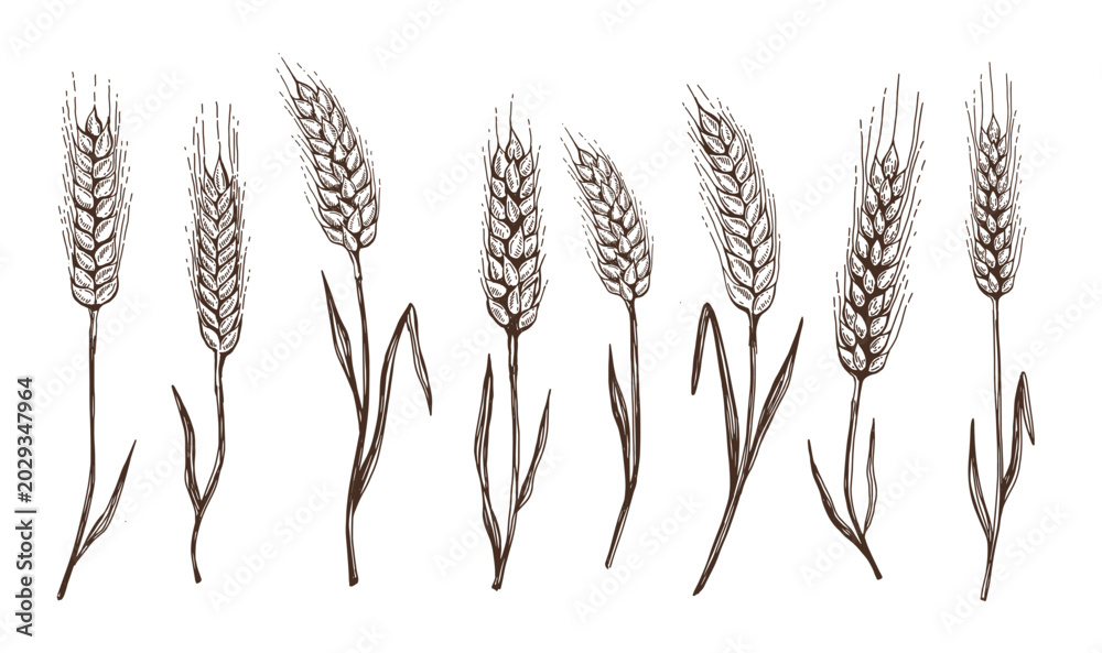 Fototapeta premium Wheat bread ears hand drawn vector illustration.