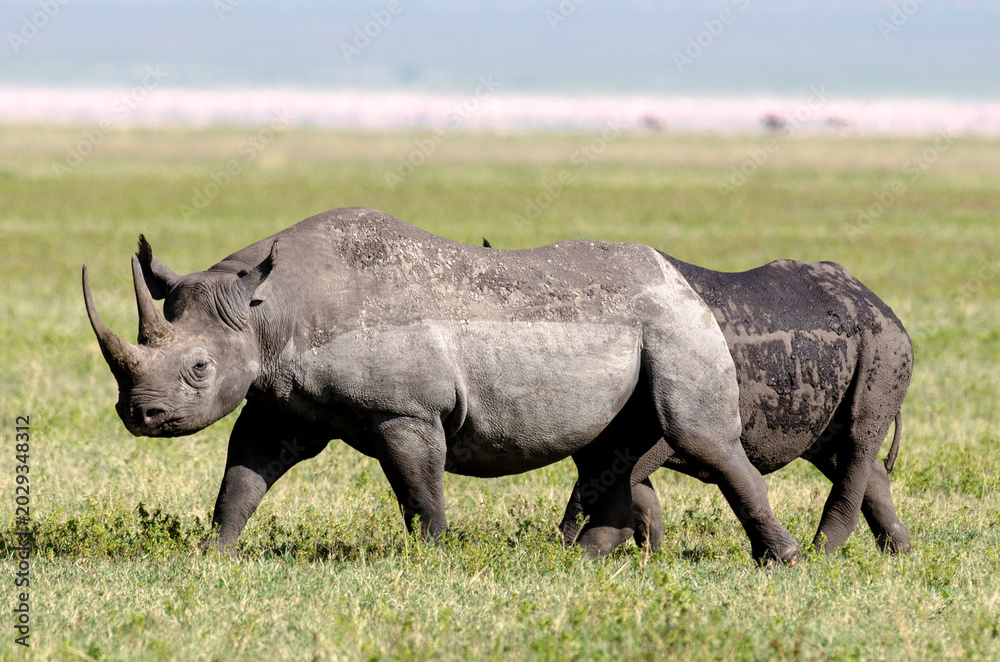 Fototapeta premium Rhinocéros noir,