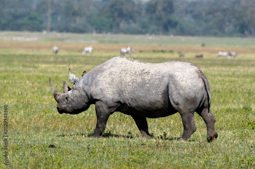 Fototapeta premium Rhinocéros noir,