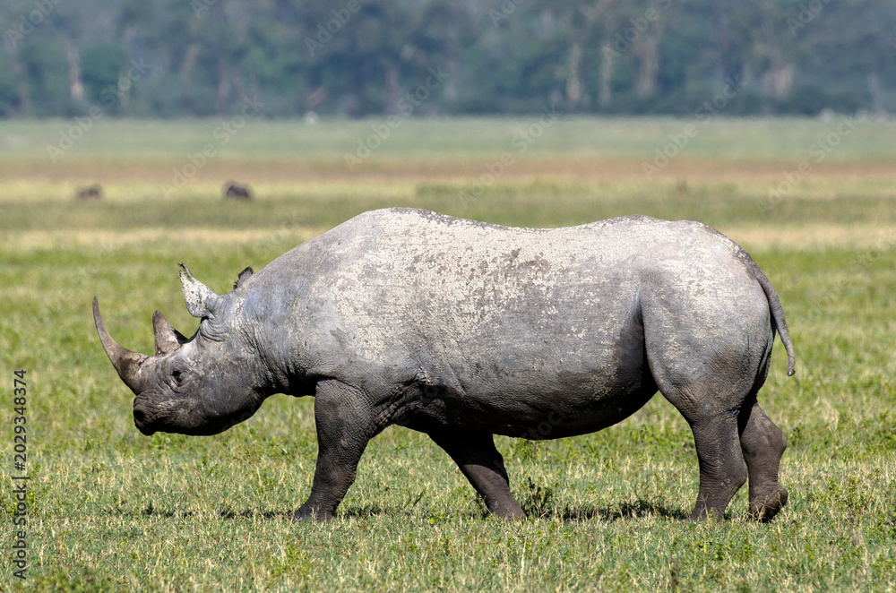 Fototapeta premium Rhinocéros noir,