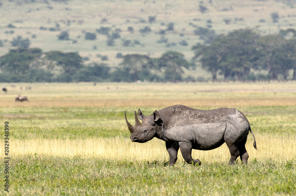 Fototapeta premium Rhinocéros noir,