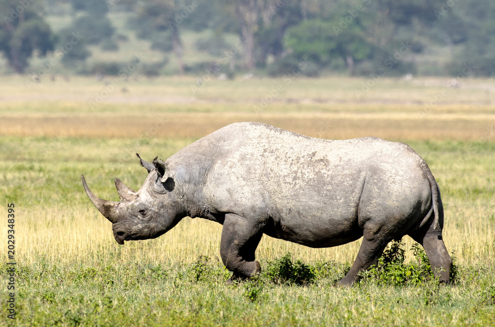 Fototapeta premium Rhinocéros noir,