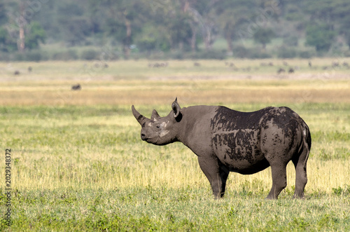 Rhinocéros noir,
