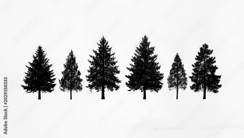 Fototapeta premium Seven pine trees stand tall in a snowy landscape with coniferous trees.