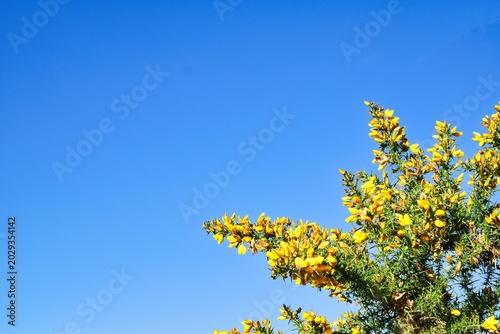 Tableau sur toile Flowering Gorse Ulex Europaeus