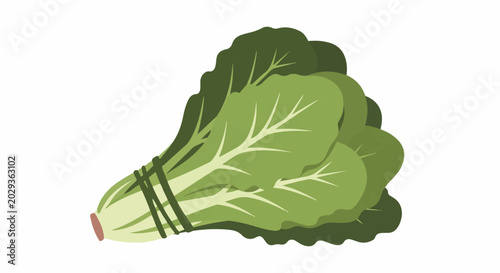 A bunch of green lettuce leaves are tied together with dark green bands near the stem