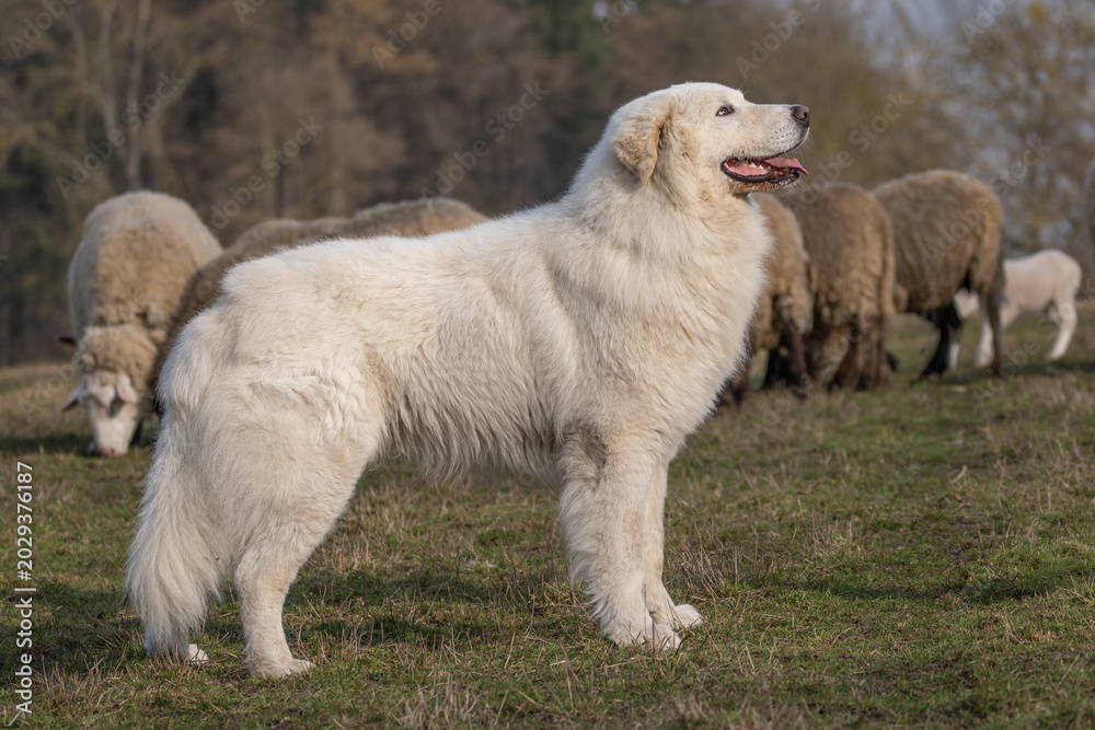 Obraz premium The picture shows a large white herding dog, likely a Great Pyrenees or Maremma Sheepdog