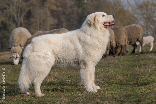 The picture shows a large white herding dog, likely a Great Pyrenees or Maremma Sheepdog