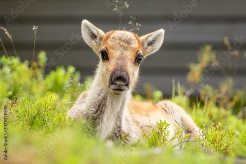 Portrait of an adorable reindeer calf (Rangifer tarandus) resting among green shrubs in Northern Finland