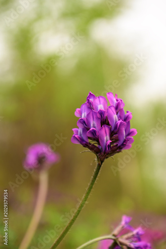 Canvas Print Purple astragalus flower on a green background