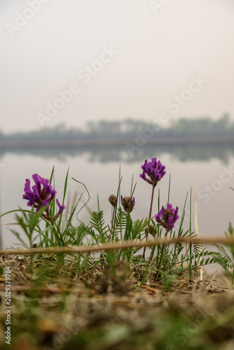 Foto Purple astragalus flowers on the lake shore