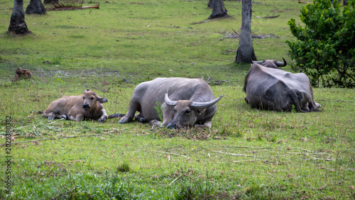Tableau sur toile Thai water buffalo resting among lush green vegetation