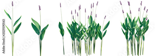 Set of Thalia dealbata (the powdery alligator-flag, hardy canna, or powdery thalia) frontal isolated png on a transparent background perfectly cutout high resolution