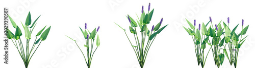Schilderij op canvas Set of Pontederia cordata (common name pickerelweed, or pickerel weed) frontal i