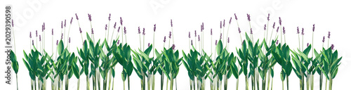 Φωτογραφία Set of Thalia dealbata (the powdery alligator-flag, hardy canna, or powdery thal