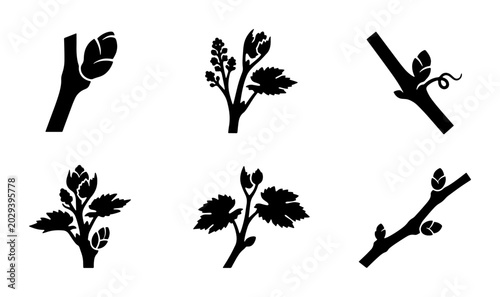 Bild auf Leinwand Grapevine Budding Stages Vector Icons, Spring Growth Plant Development, Vineyard
