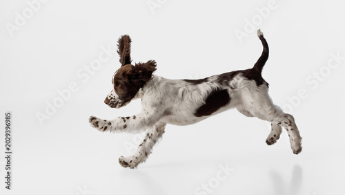Tableau sur toile Spaniel puppy leaping across white studio background with playful energy
