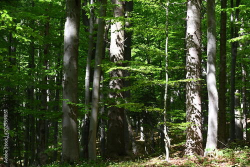 Quadro su tela Sunlight filtering through old beech trees in the protected primeval forest of Danilova Kosa, Serbia