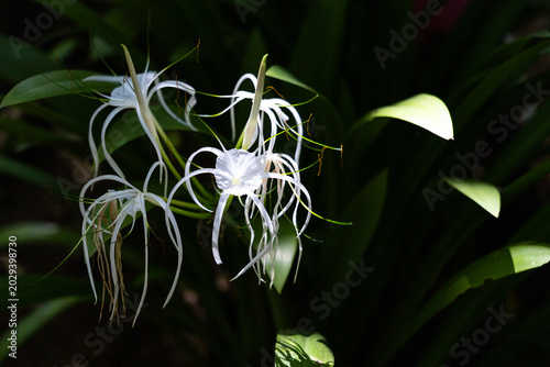 Fotografia Beautiful white spider lily flower bloom shines against dark green leaf backgrou