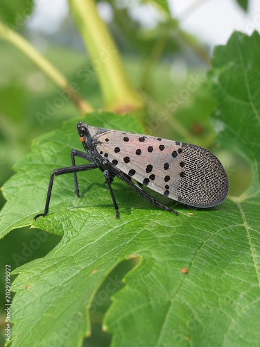 Spotted Lanternfly Resting on Plant