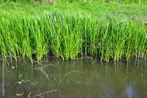 фотографія Bright green sedge and tall grass grow densely along the wild bank of a calm river or pond in spring