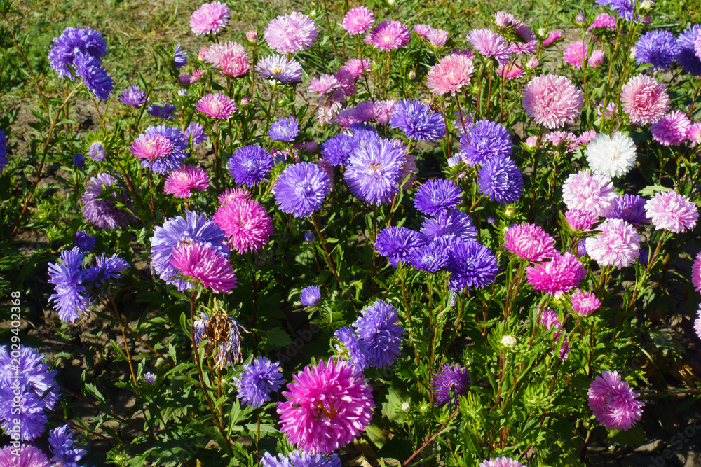 Fototapeta premium Profusion of pink, violet and white flowers of China asters in September