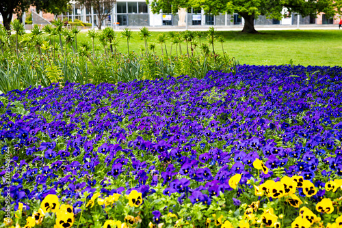 Wide view of vibrant purple and yellow pansy flowers decorating the City Hall Park in Chemnitz, Germany during springtime. Scenic urban park landscape with blooming flower beds, green trees, and fresh