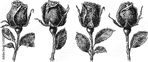 vintage rose illustrations detailed hand drawn rosebuds with leaves botanical floral sketch design antique engraving set